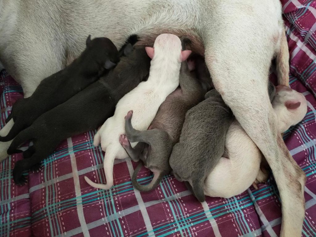 des tendres calins - Les bébés de LITTLE WHITE STAR OF LOVE 