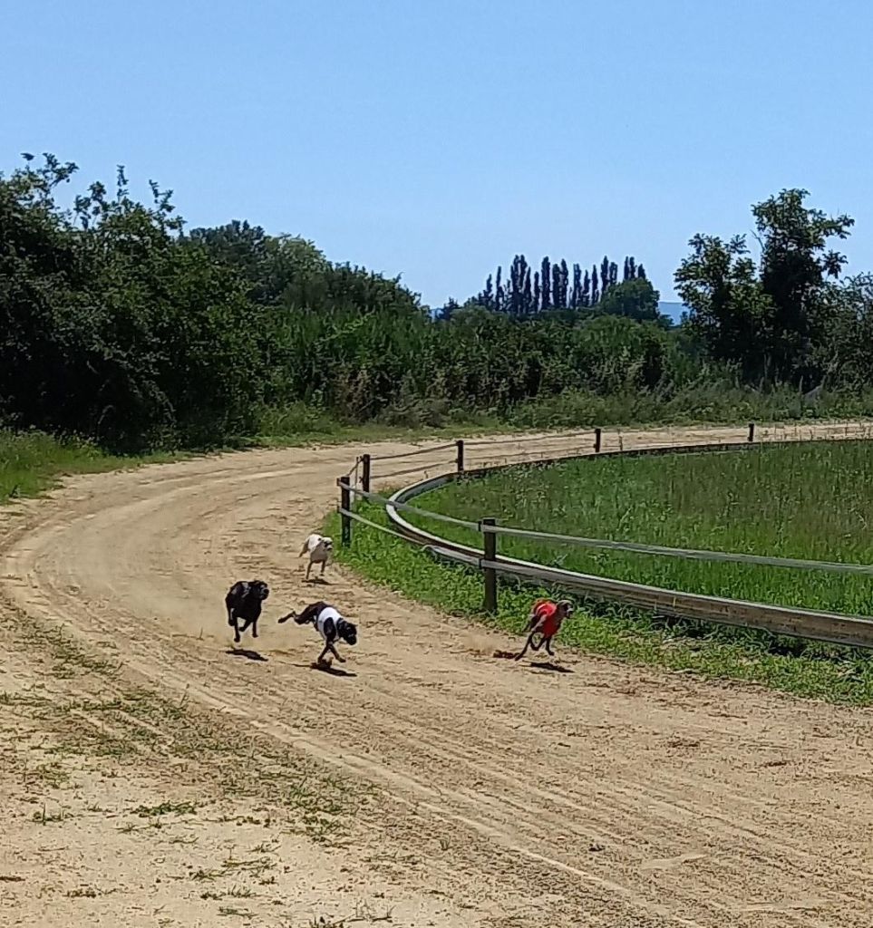 des tendres calins - TOSCANE à l'entraînement de Monteux