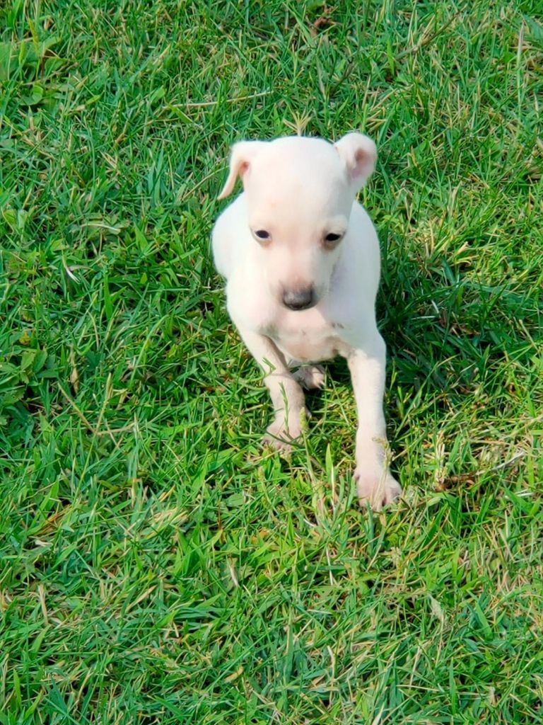 des tendres calins - Chiot disponible  - Petit Levrier Italien