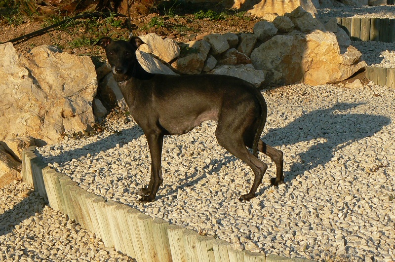 CH. Stellina des tendres calins