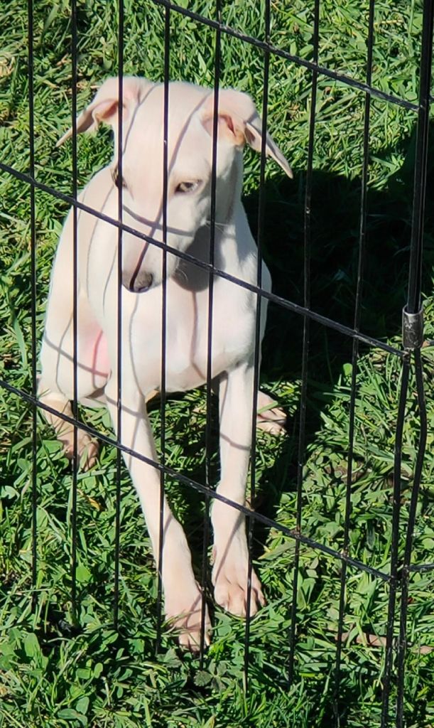 U' bella isabella des tendres calins