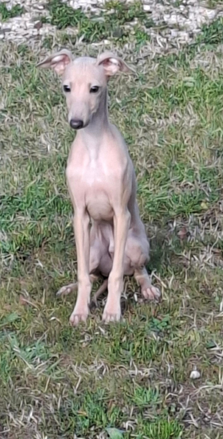 ASTALAVISTA glitzerflitzer