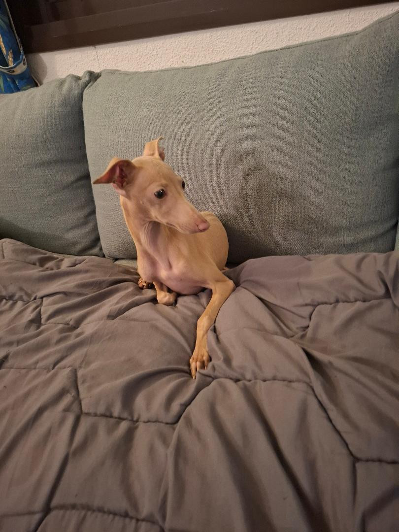 Aliciane 6 mois 1/2 est disponible