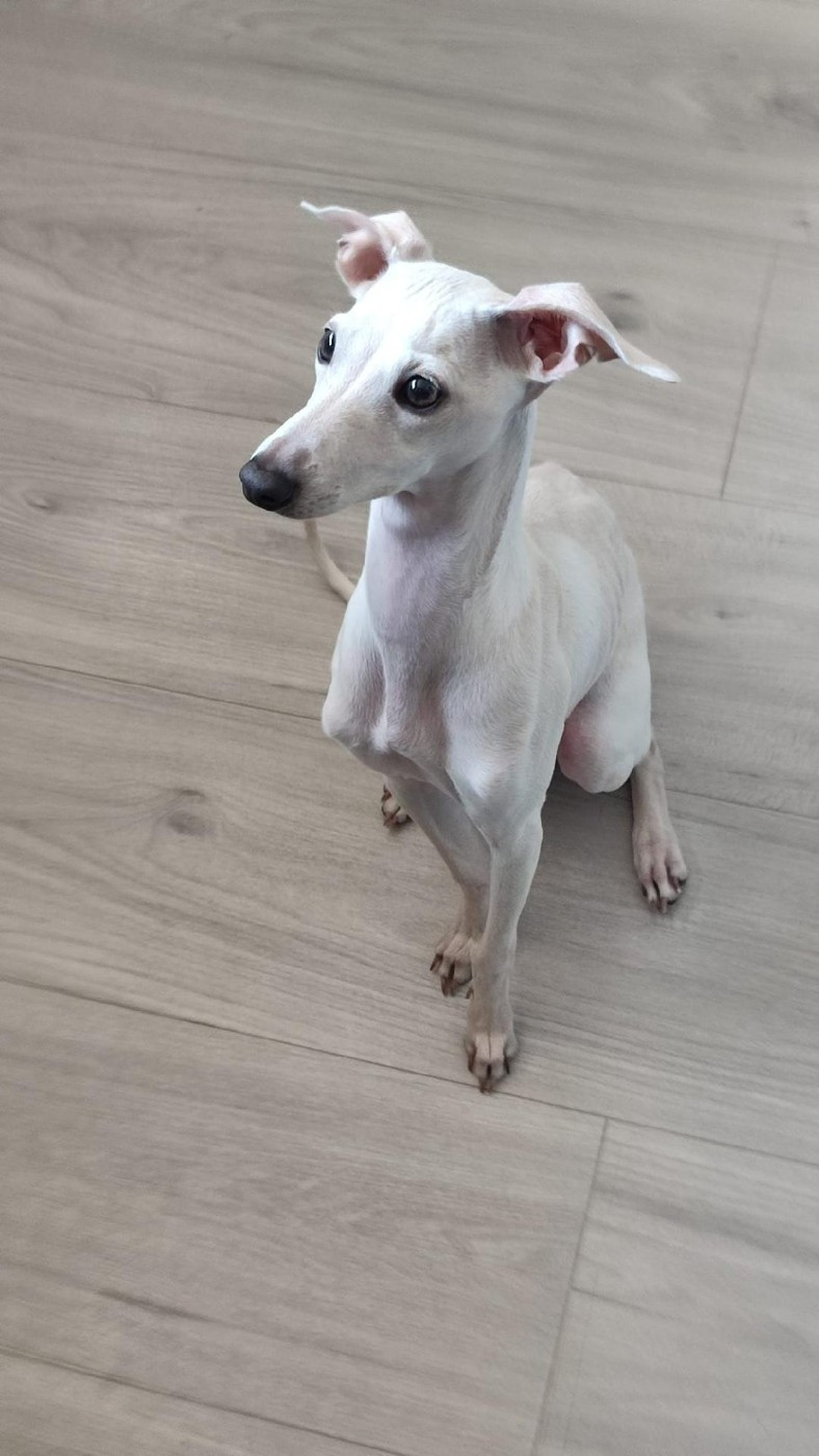 ADJA des Tendres Câlins