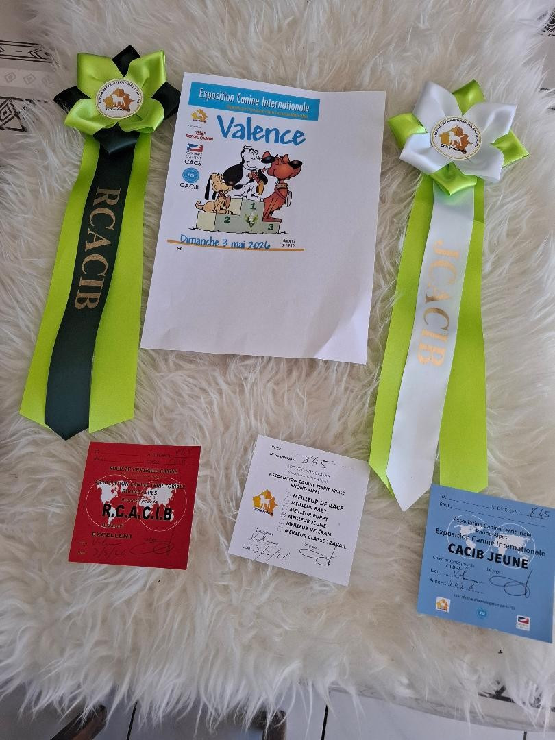 Exposition canine internationale de Valence
