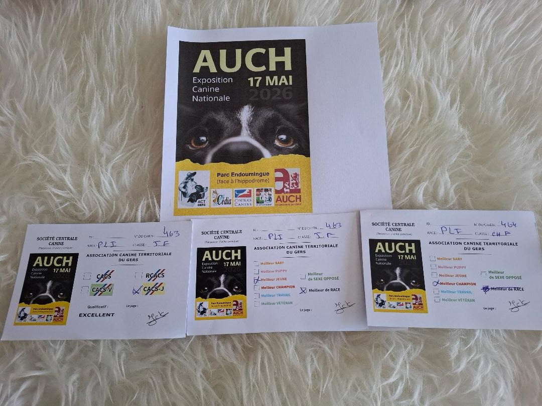 Exposition canine de Auch