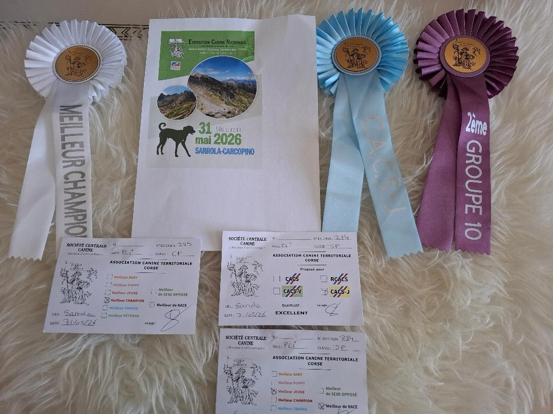 Exposition canine nationale de SARROLA (Corse)