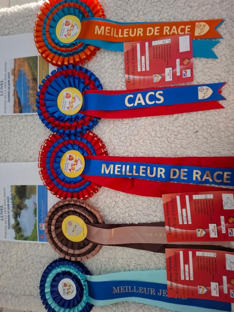 Double exposition canine de LUNEL (34)