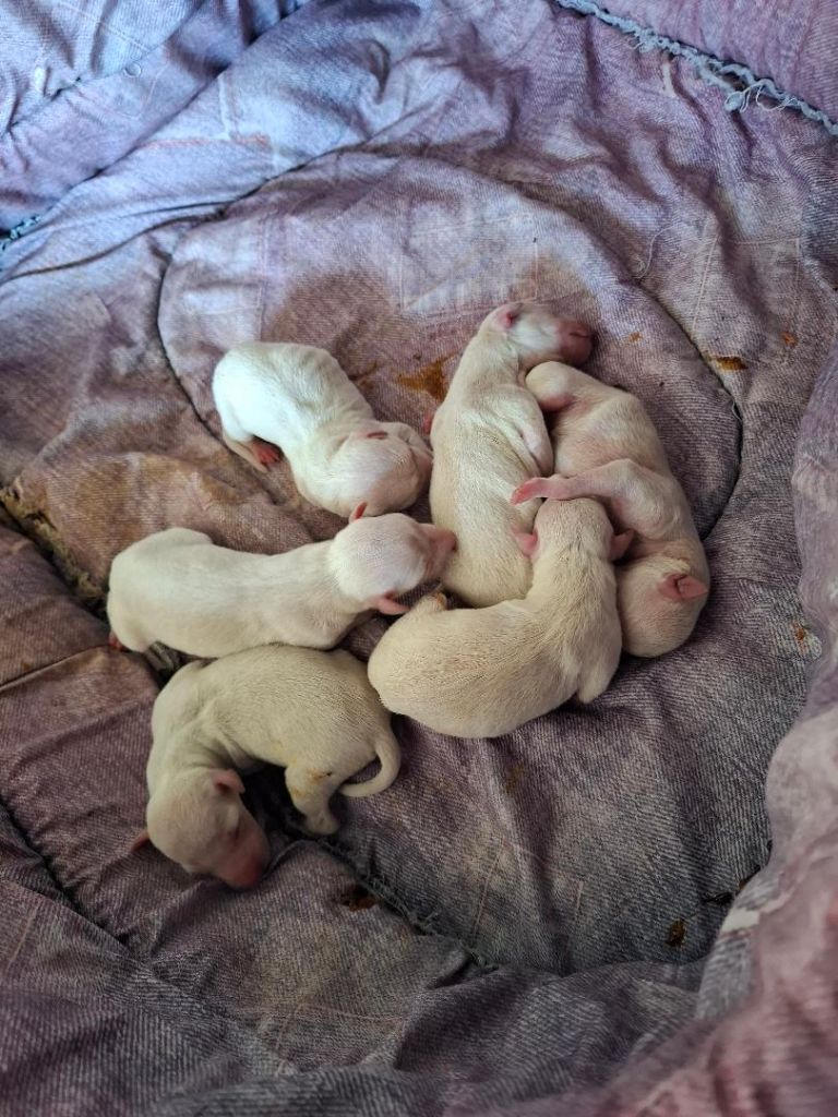 Bébés de U' BELLA ISABELLE " USCIA"
