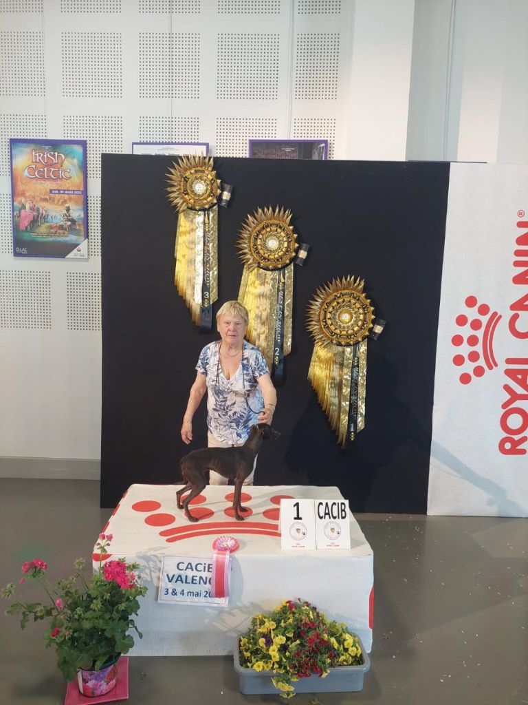 des tendres calins - Exposition canine internationale de Valence