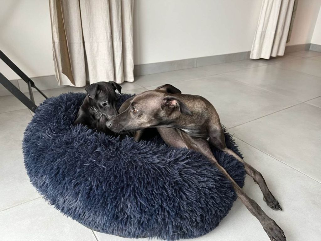 des tendres calins - ROBYNN et TEXAS NERA