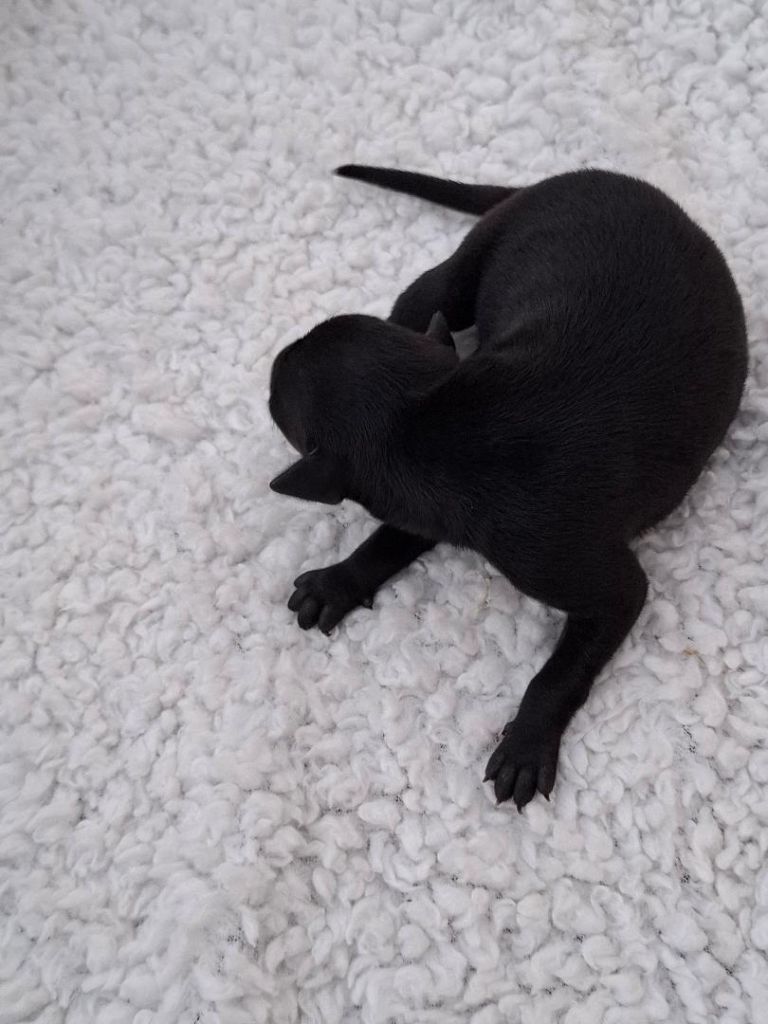 des tendres calins - Chiots disponibles - Petit Levrier Italien