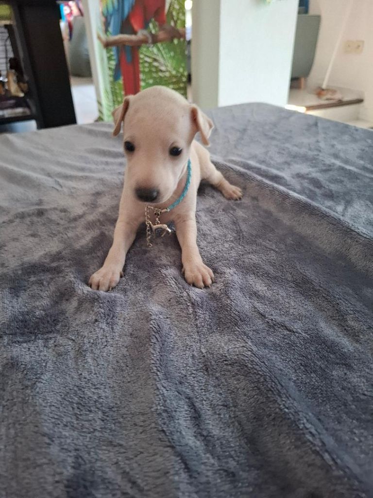 des tendres calins - Chiots disponibles - Petit Levrier Italien
