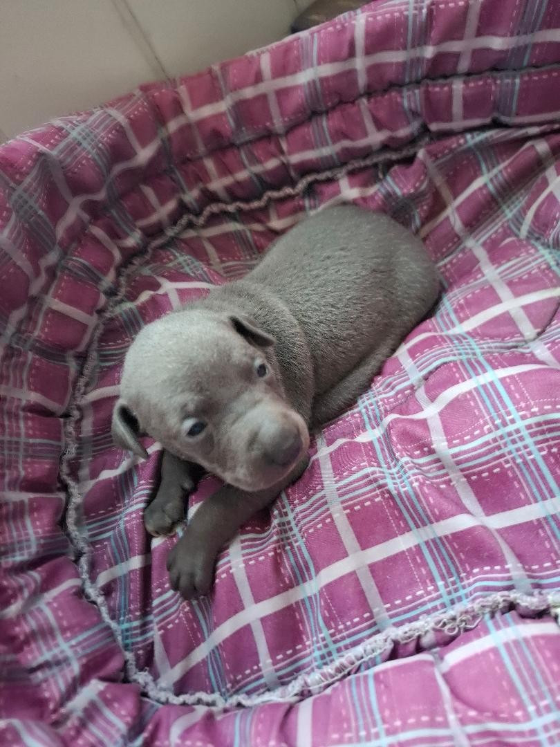 des tendres calins - Chiots disponibles - Petit Levrier Italien