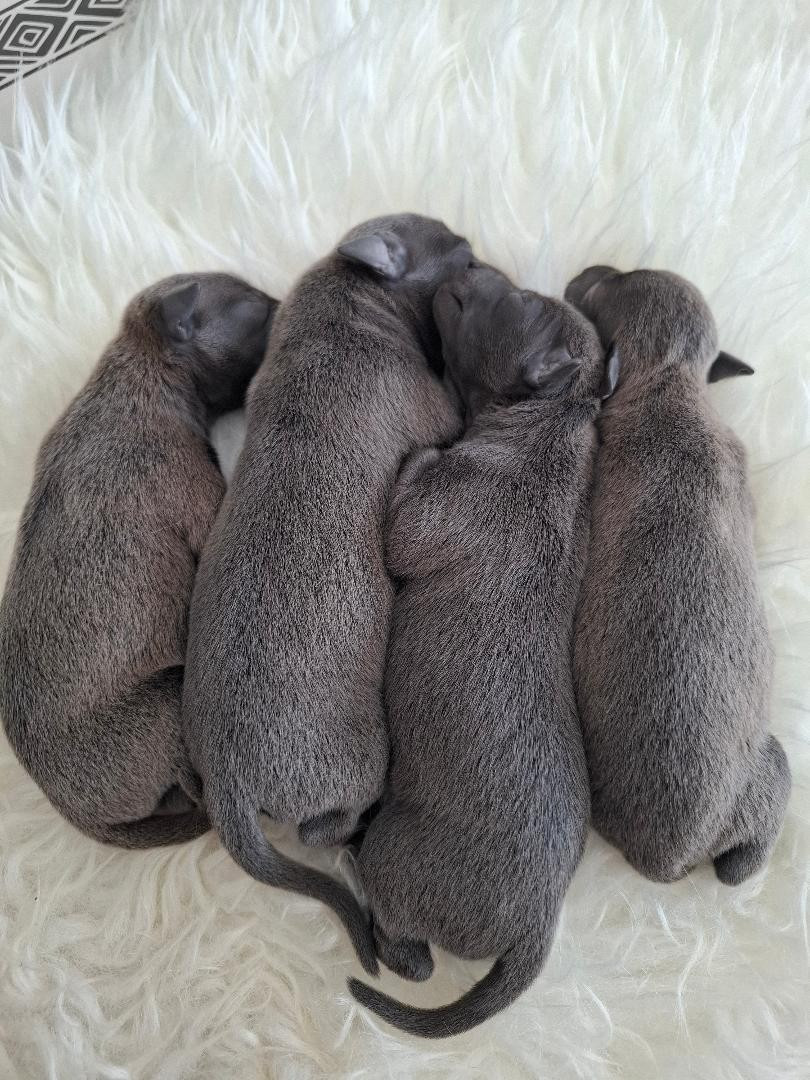 des tendres calins - Chiots disponibles - Petit Levrier Italien