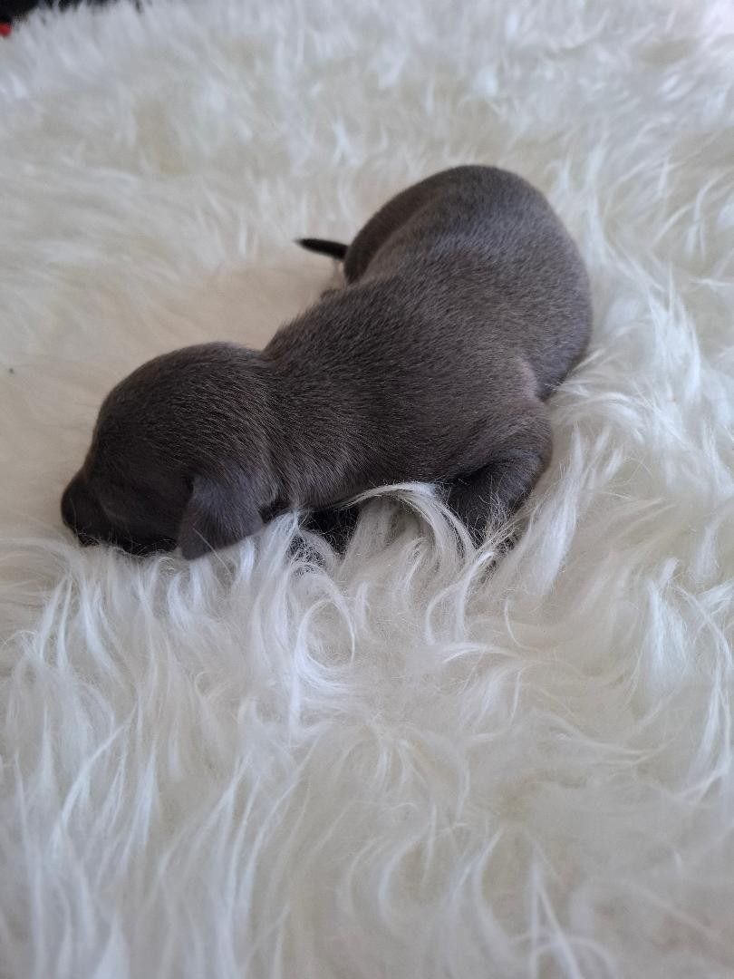 des tendres calins - Chiots disponibles - Petit Levrier Italien