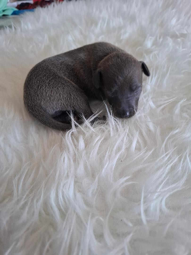 des tendres calins - Chiots disponibles - Petit Levrier Italien