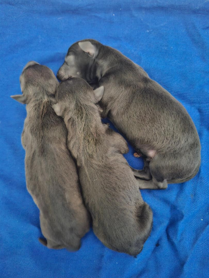 des tendres calins - Chiots disponibles - Petit Levrier Italien