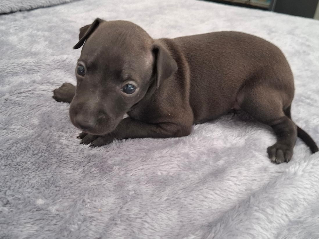 des tendres calins - Chiots disponibles - Petit Levrier Italien