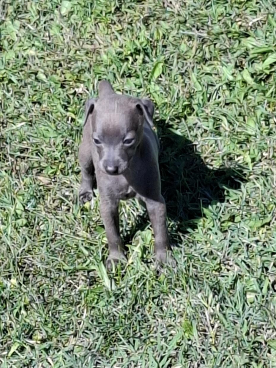 des tendres calins - Chiots disponibles - Petit Levrier Italien
