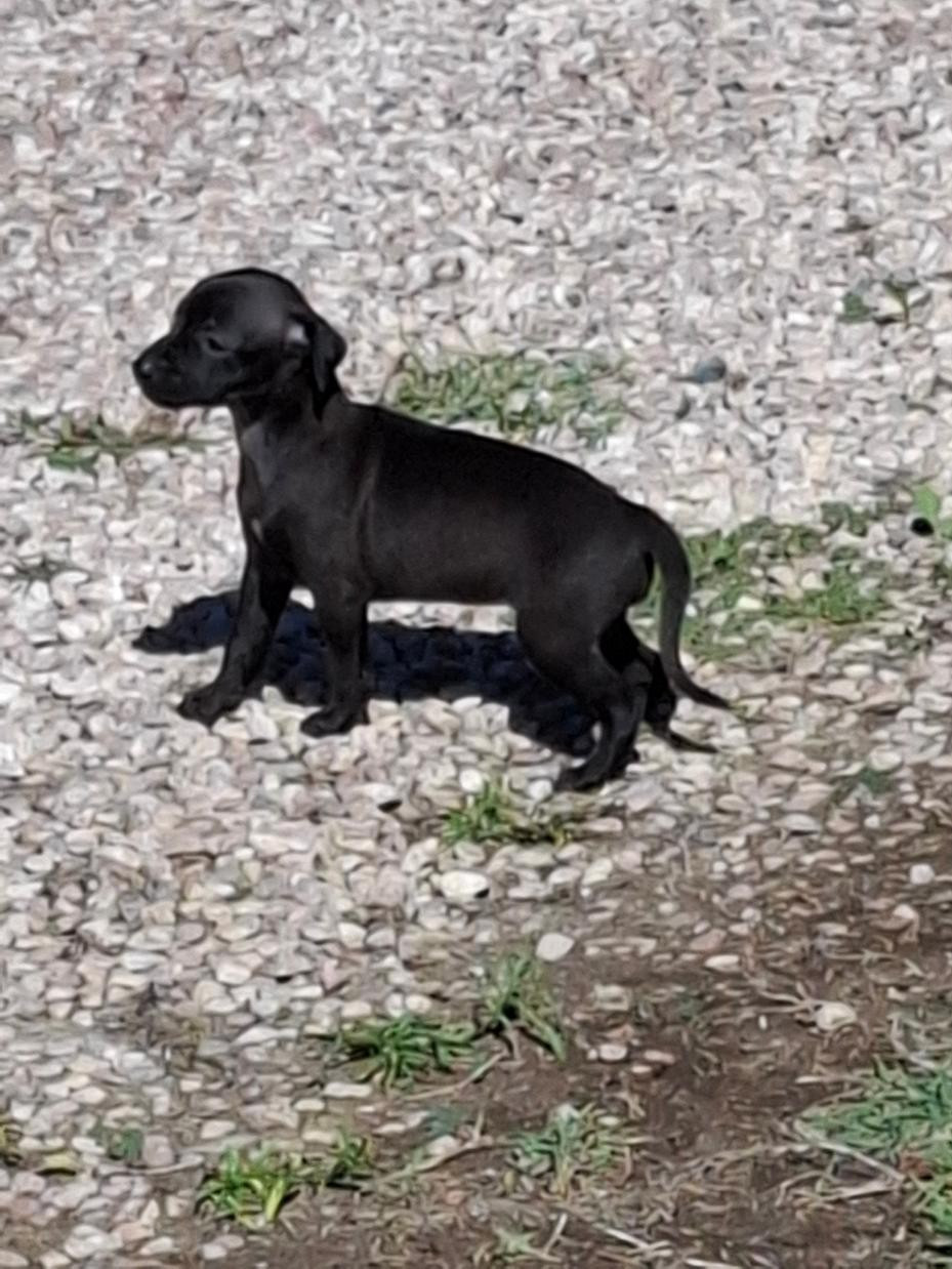 des tendres calins - Chiots disponibles - Petit Levrier Italien