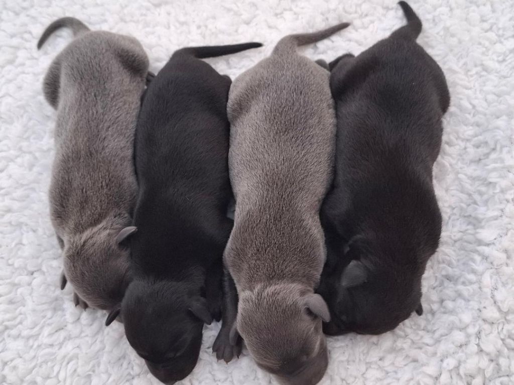 Chiot Petit Levrier Italien des tendres calins
