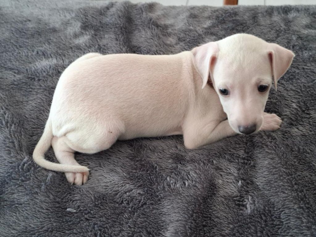 des tendres calins - Chiots disponibles - Petit Levrier Italien