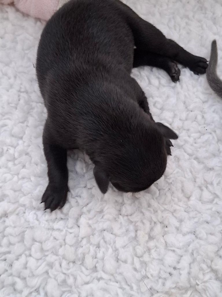 des tendres calins - Chiots disponibles - Petit Levrier Italien