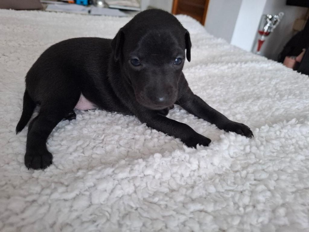 des tendres calins - Chiots disponibles - Petit Levrier Italien