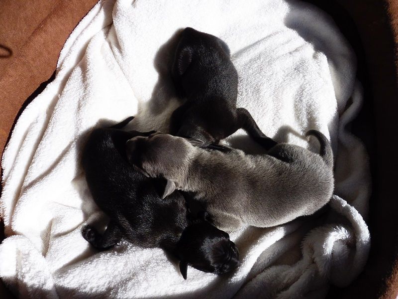 Chiot Petit Levrier Italien des tendres calins