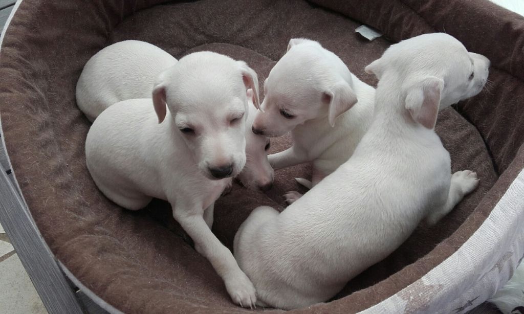 Chiot Petit Levrier Italien des tendres calins