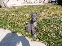 PILOU