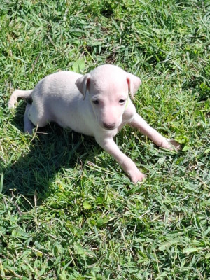 B' PERLA