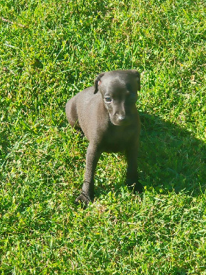 VEGA