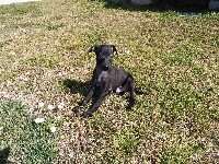 PAKO
