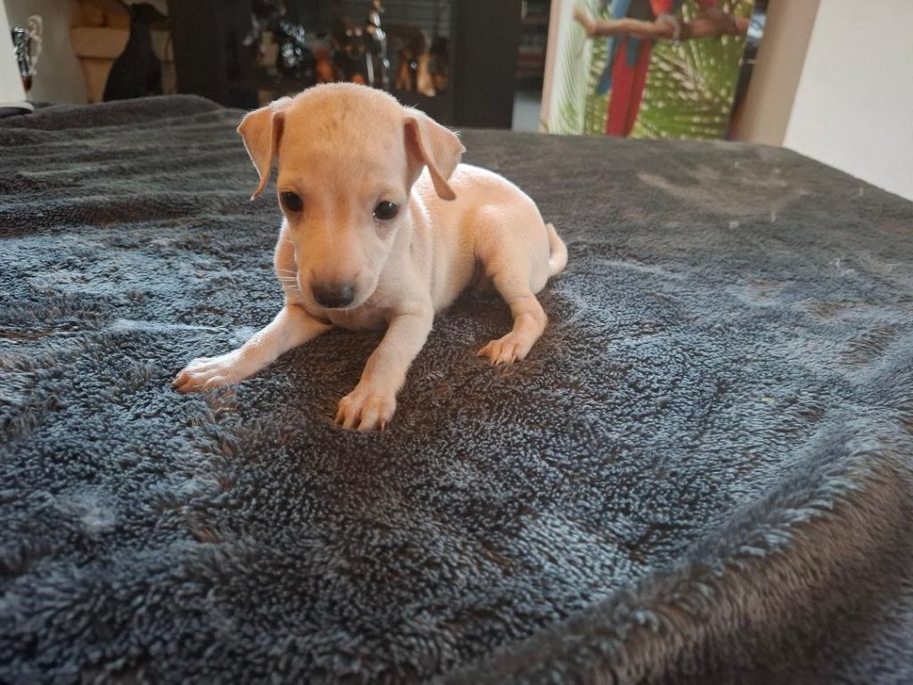 des tendres calins - Chiots disponibles - Petit Levrier Italien